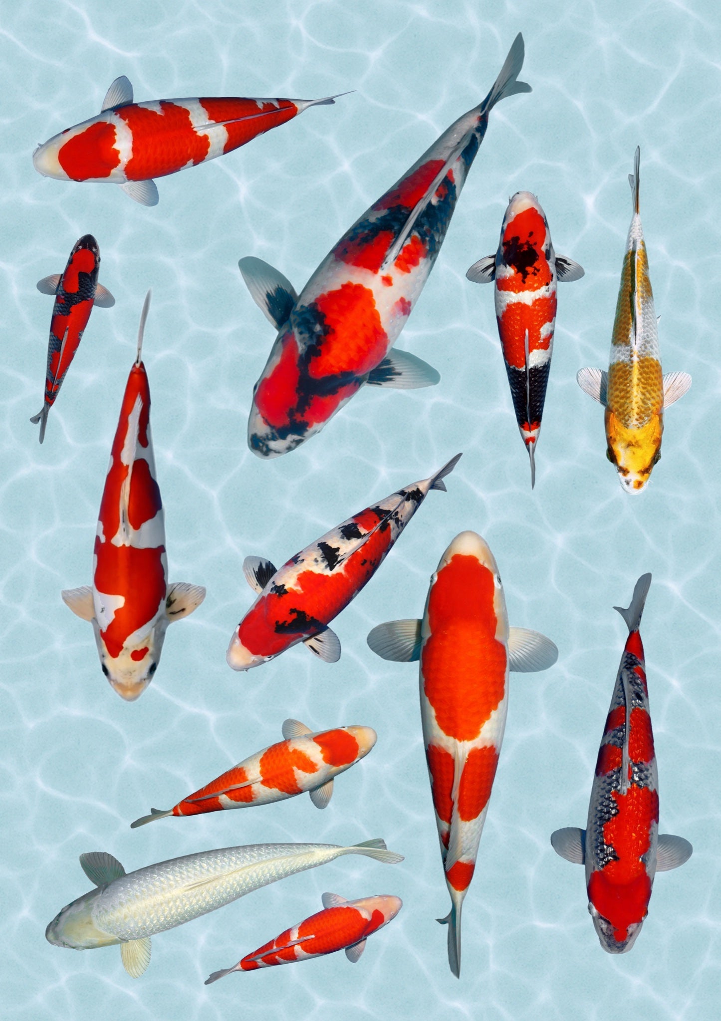 Stickervel A4 met 12 koi-stickers op waterondergrond, vel 1 van 2