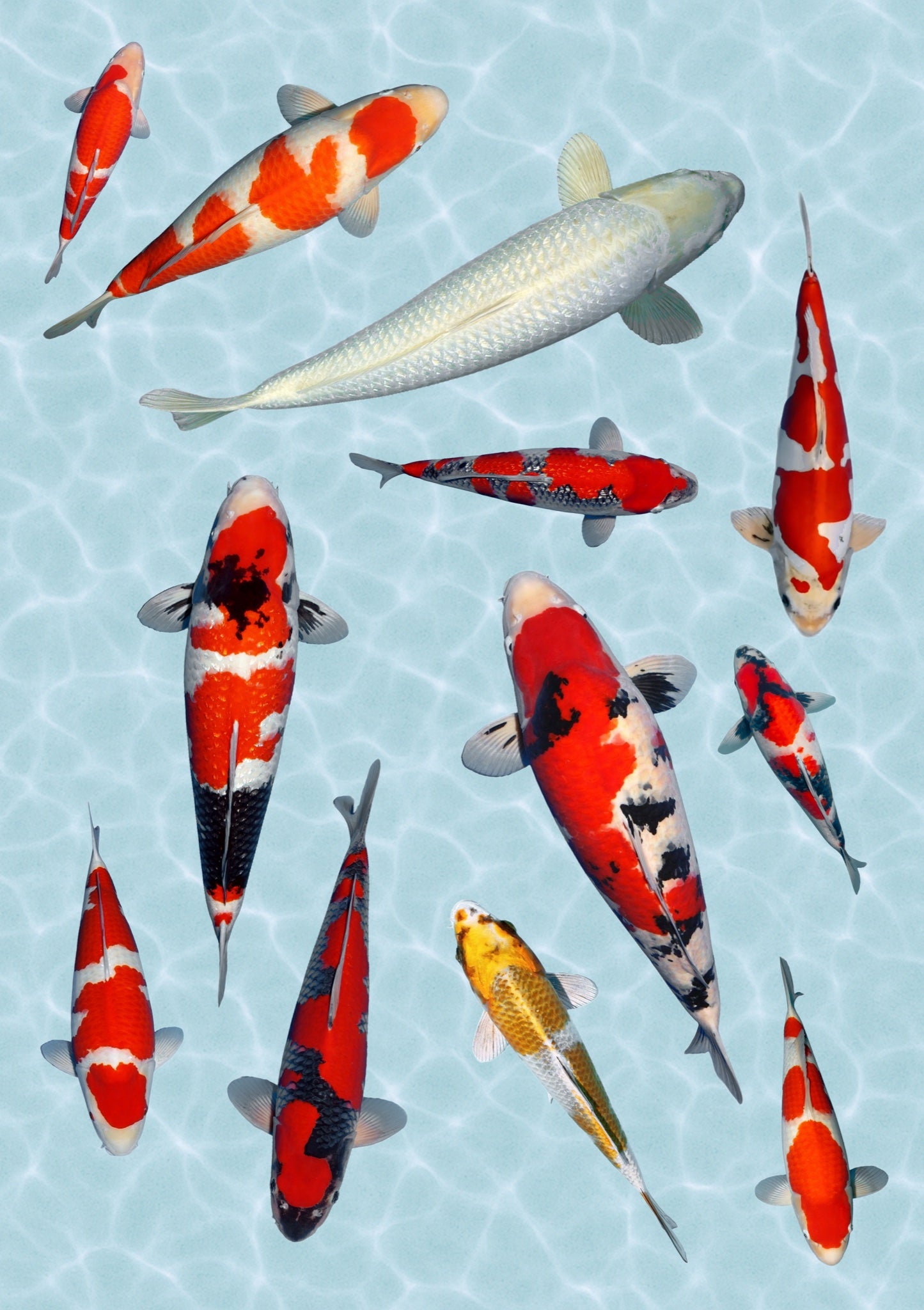 Stickervel A4 met 12 koi-stickers op waterondergrond, vel 2 van 2