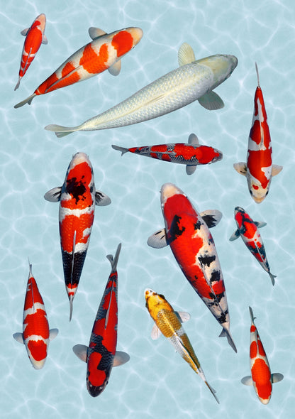 Stickervel A4 met 12 koi-stickers op waterondergrond, vel 2 van 2